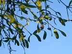 American Mistletoe